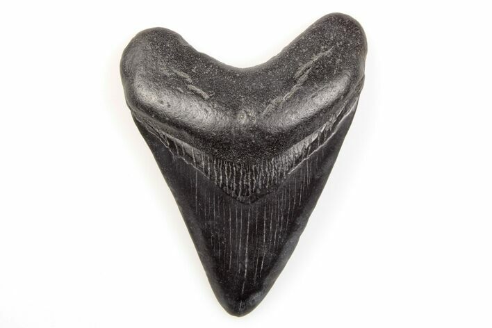 Fossil Megalodon Tooth - South Carolina #196007